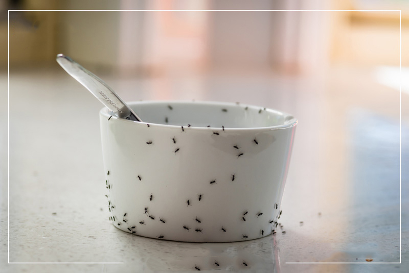 ants